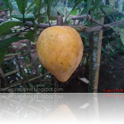 buah sawo garut 02 buah sawo garut 02