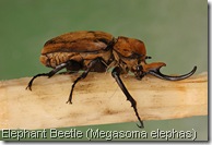 Elephant_Beetle_Megasoma_elephas_Male_Side