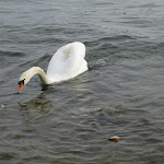 IMG_0911.JPG