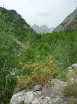 http://lh6.ggpht.com/_Q-b3D5rJSGo/StHfmAf4gQI/AAAAAAAAAEQ/DKE7gR_nQIM/P1000065.JPG