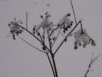 http://lh6.ggpht.com/_Q-b3D5rJSGo/TRhe_CiNBCI/AAAAAAAAFL8/gCvRsJfrsKY/LosheimergrabenSkideFond%20070z.jpg