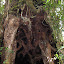 Large old tree, the trail goes under it!