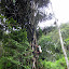 Local coming down from a palm, collecting sap for making arak (palm wine)