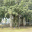 Huge old tree at Mendut temple