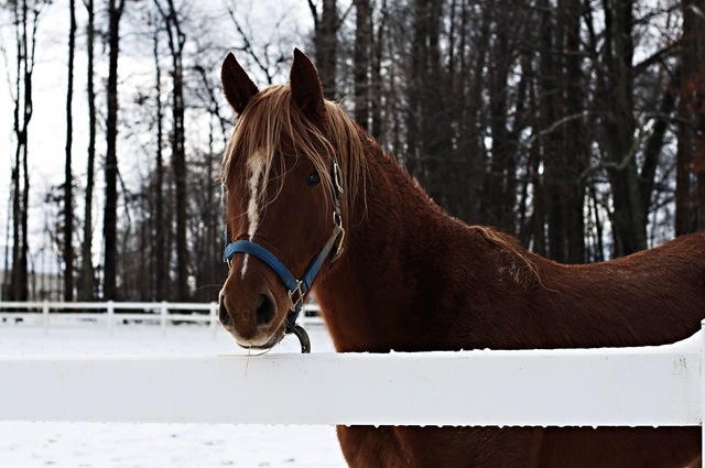 [Horse Snow 1[4].jpg]