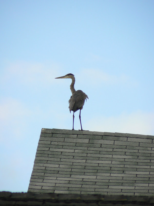 P1020506.JPG