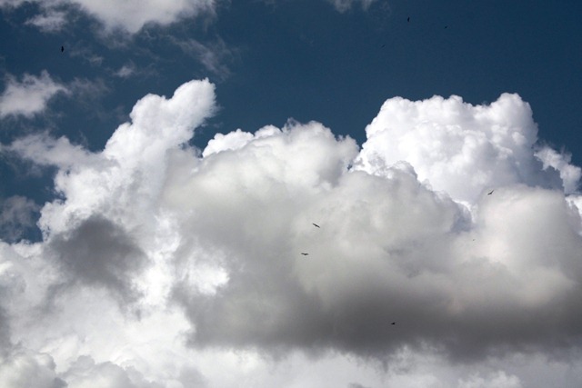 [Storks in the sky[9].jpg]