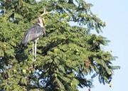 It's amazing to see these storks in the trees!
