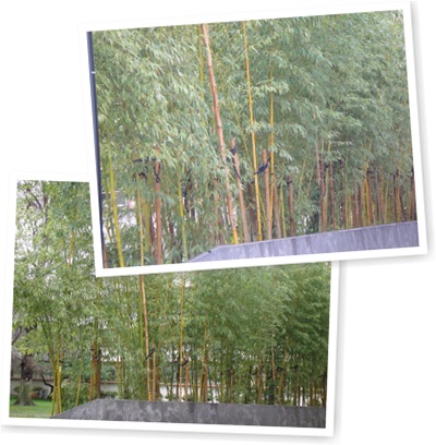 View Bamboo Trees