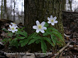 Zawilec gajowy (Anemone nemorosa)