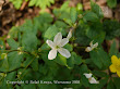 Zdrojówka rutewkowata (Isopyrum thalictroides)