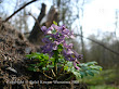 Kokorycz pełna (Corydalis solida)