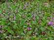 Jasnota plamista (Lamium maculatum)