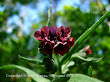 Ostrzeń pospolity (Cynoglossum officinale)