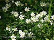 Gwiazdnica wielkokwiatowa (Stellaria holostea)