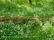 Gwiazdnica wielkokwiatowa (Stellaria holostea)