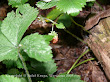 Poziomka pospolita (Fragaria vesca)