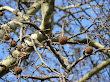 Platan klonolistny (Platanus acerifolia)