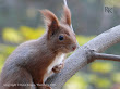 Wiewiórka pospolita (Sciurus vulgaris)