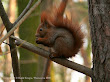 Wiewiórka pospolita (Sciurus vulgaris)