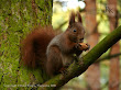 Wiewiórka pospolita (Sciurus vulgaris)