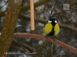 Sikora bogatka (Parus major)