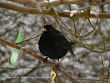 Kos (Turdus merula)