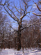 Dąb (Quercus)