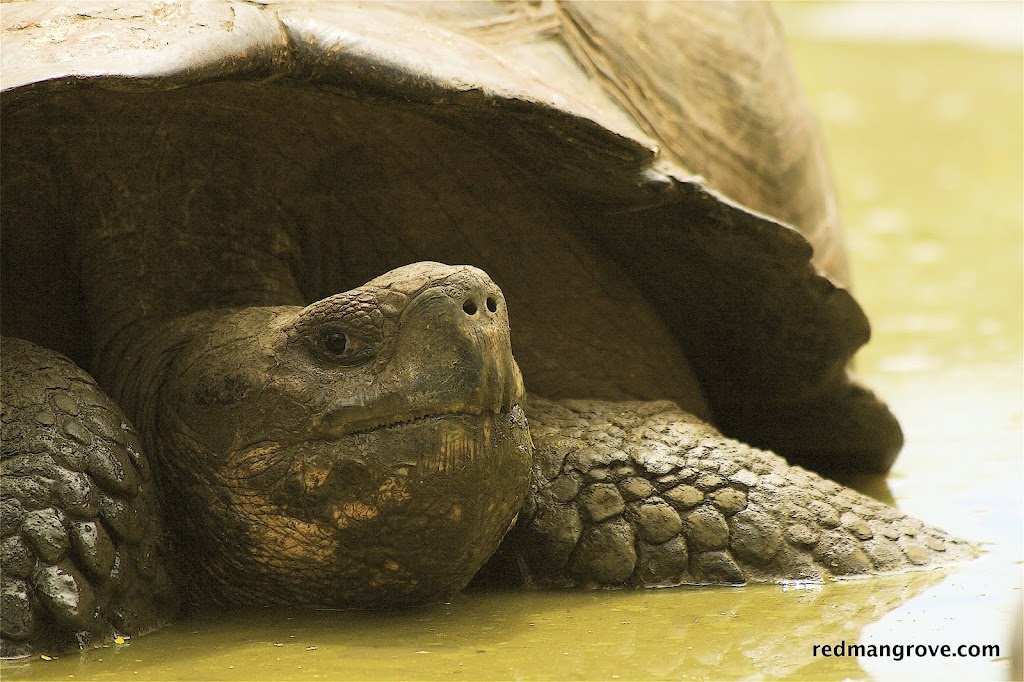 History Galapagos