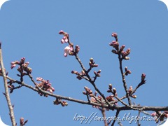 上野的櫻花