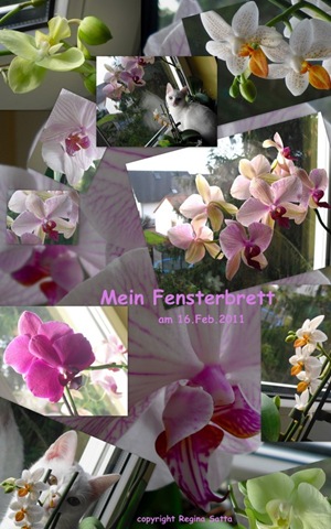 [Orchideen[3].jpg]