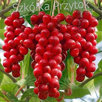 cytryniec%20chinski%202_final.jpg