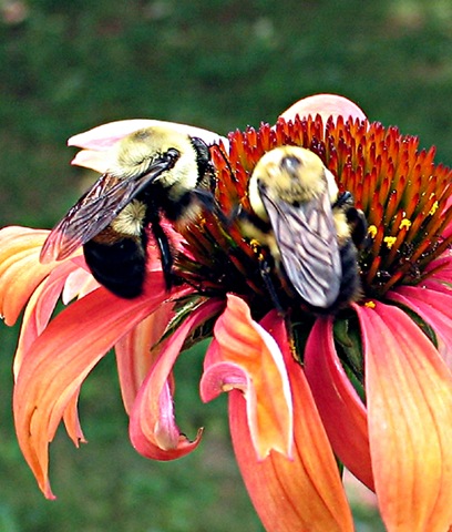 [BeesOnConeflower[3].jpg]
