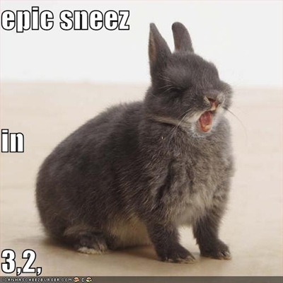 [funny-pictures-rabbit-is-about-to-have-an-epic-sneeze[1].jpg]