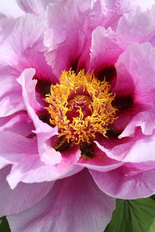 [DPP_00013538[11].jpg]