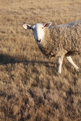 [DPP_00016161[2].jpg]