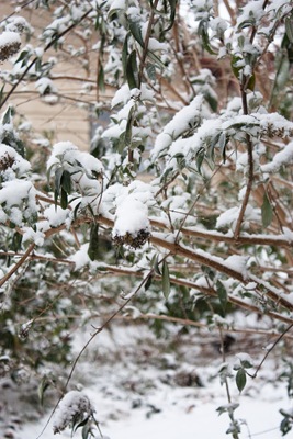 [20101125-IMG_4099[3].jpg]