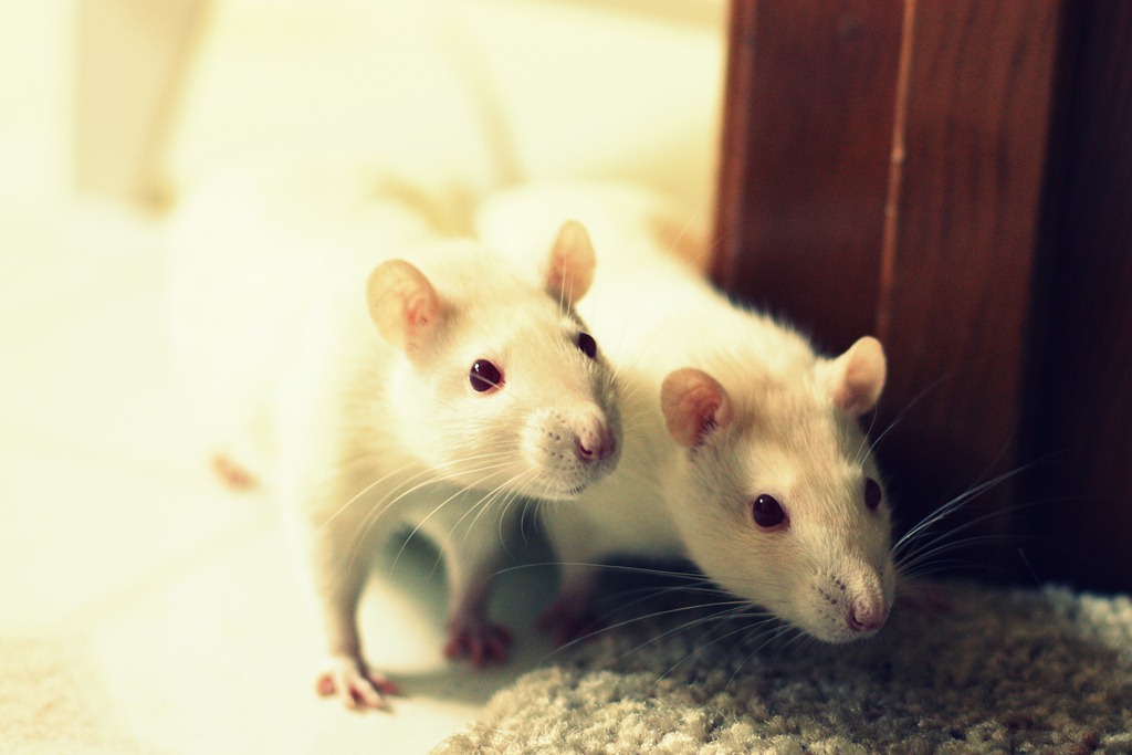 [DPP_00017577-1[4].jpg]