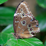 Butterfly - Hagaparken