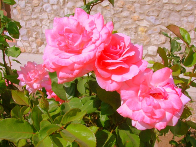 [Rosas rosas[6].jpg]