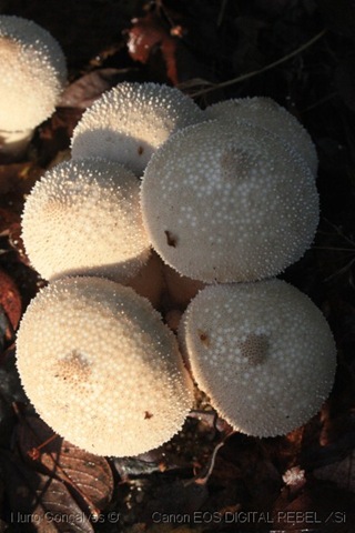 [[11]_Cogumelo[5].jpg]