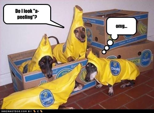 [funny-dog-pictures-a-peeling[3].jpg]