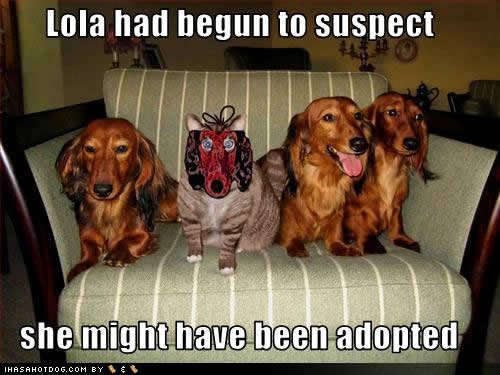 [funny-dog-pictures-suspect-adopted[3].jpg]