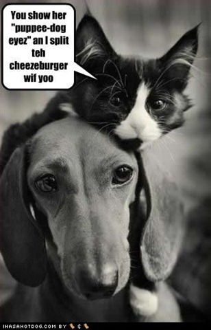 [funny-dog-pictures-split-cheezeburger[3].jpg]