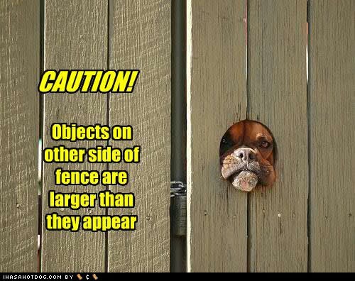 [funny-dog-pictures-objects-larger[3].jpg]