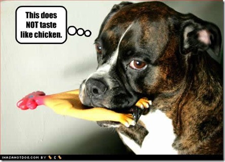 funny-dog-pictures-taste-chicken