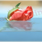 Rosa sommersa (M. Giacinto)