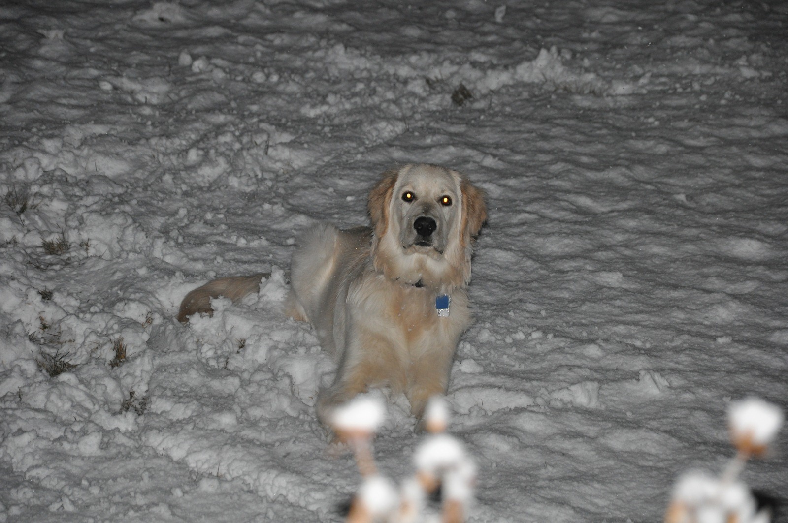 [sebastian in the snow[2].jpg]