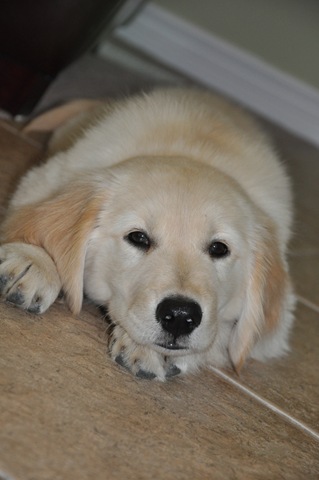New Puppy 027