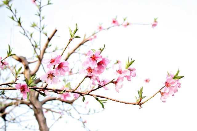 Peach Tree Web